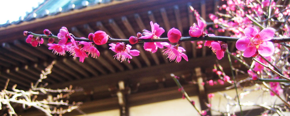 ume-blossoms-Spring